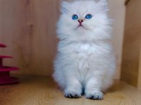 Mükemmel kalite british longhair yavrular