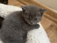Kendi kedimin scottish fold yavruları