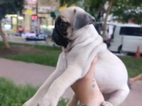 Çiş pedi eğitimli erkek pug bebek