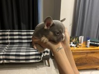 LİLAC TAN FRENCH BULLDOG