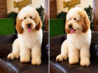 DEV POODLE YAVRULARI