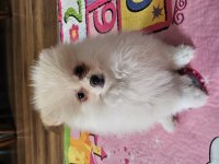 Pomeranian Boo Yavrularımız
