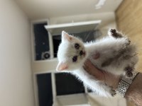 Çok güzel yavrular ve anne british shorthair