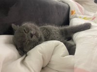 2.5 aylık scottish fold duman