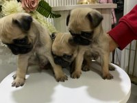 A Kalite 50 Günlük Erkek ve Dişi Pug Mops Bebekler