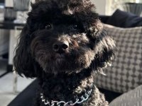 8 Aylık Aşıları Tam Safkan Toy Poodle