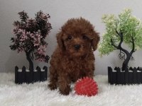 Irk ve sağlık garantili Kore poodle yavrular