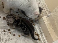 İran kedisi evlatlarıma yeni yuva arıyorum