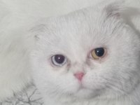 Scottish Fold Kedimiz 1 Yaşında