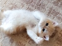Cy 12 dişi yavru british shorthair
