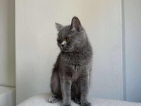 Gri British shorthair cinsi kedimize yeni yuva arıyoruz