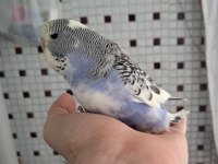 RENK GÜZELİ PARÇALI BEBEK MUHABBET KUŞU
