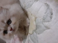Safkan iran kedi yavrusu