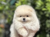 Pomeranian boo köpeğimiz
