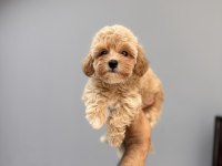 ÜST DÜZEY MALTİPOO YAVRULARIMIZ