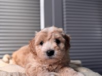 Küçük maltipoo bebeğim