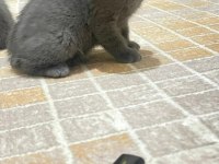 YENİ DOĞAN KEDİLERİME SICAK YUVA ARANIYOR