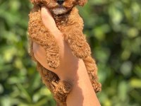 Toy poodle