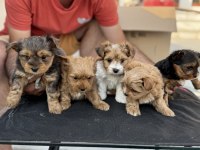 Show kalite tea cup morkie yavrular ziyarete açık