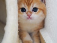 Altın Parlaklığında Golden British Shorthair 