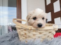 Maltipoo Yavrularımızı Canlı Görerek Alabilirsiniz