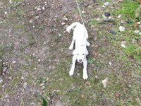 Köpeğimiz Pablo İçin Kalıcı yuva arıyorum ACİL DURUM!