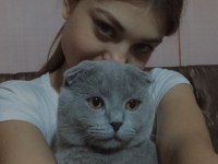 Erkek scottish fold kedimi sahiplendireceğim