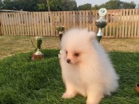 Pomeranian yavrularımız her ile gönderim sağlanır