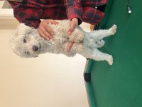 Maltese terrier 1 numara