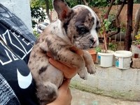 Merley french bulldog yavrular kalite