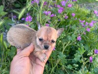 Antalya chihuahua
