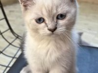3 Aylık British Shorthair Blue Point Yavru