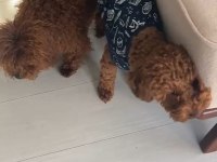 1 Dişi Ve 1 Erkek Poodle 10 Günlükler Rezerveye Açıklardır