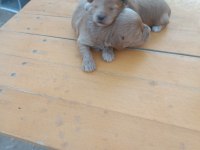 Maltipoo teriyer