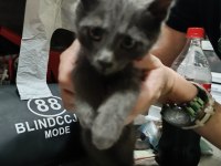 2.5 aylık erkek russian blue