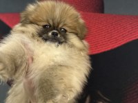 Pomeranian boo orjinal