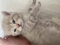 British shorthair yavrular