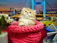 Longhair British Shorthair