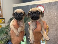 Biblo Pug Prensesler