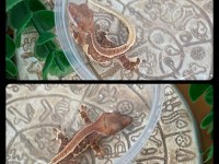 CRESTED GECKO YAVRULAR