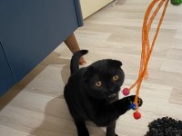 Scottish fold yavru çok güzel akıllı