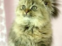 Highland scottish fold