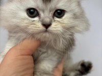 Scottish Fold - Longhair dişi ve erkek yavrular