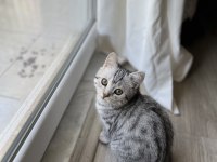 British shorthair erkek 5 aylık kedim