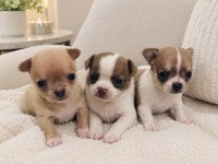 Teacup Chihuahua