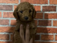 Erkek poodle bebekler garantili