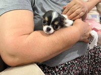 Mini Boy Erkek Chihuahua | Aşıları Tam | Ev Üretimi