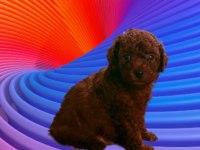 Kore toy poodle yavrularımız 