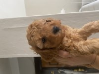 Toy poodle erkek