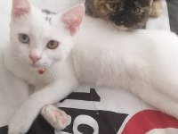 Satılık cins yavru kedimiz